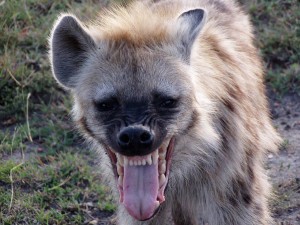 hyena