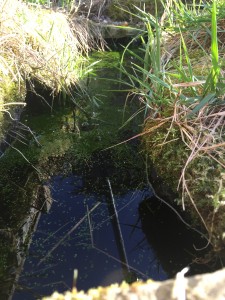 why is there no frogspawn in my pond