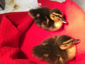 ducklings1